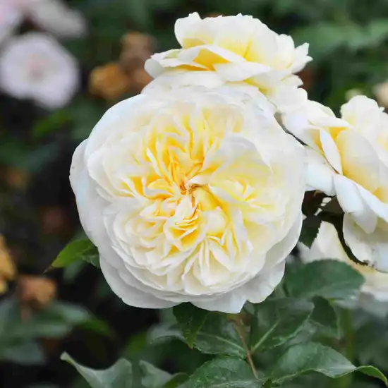60-100 cm - Trandafiri - Lady Romantica® - 